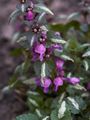 Lamium maculatum White Nancy-1 Jasnota